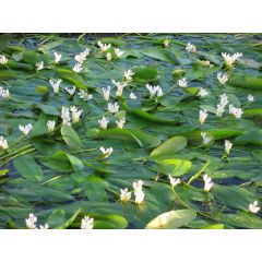 Aponogeton Distachyos "biancospino D'acqua"