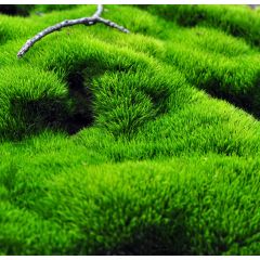 Apple Moss - Muschio da terrario