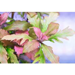 Aquaflora - Hygrophila difformis "Red"