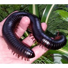 Archispirostreptus gigas XXL - Millepiedi GIGANTE