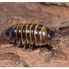 Armadillidium spec. “Casteldaccia” - 10 pezzi