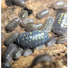 Armadillidium granulatum - 10 pezzi