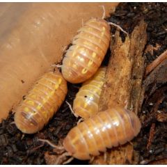 Armadillidium sp. Albino - Colonia starter