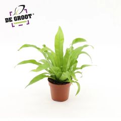 Asplenium Antiquum