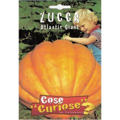 Semi Zucca Atlantic Giant