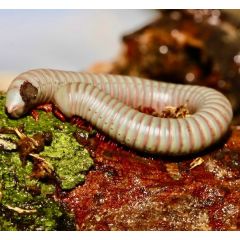 Atopochetus uncinatus
