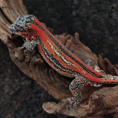 Rhacodactylus auriculatus