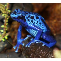 Dendrobates azureus