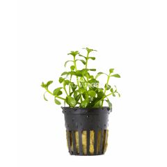 Bacopa Crenata (Monnieri)