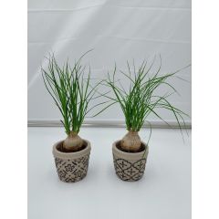 Beaucarnea in Vaso di ceramica "Malta"