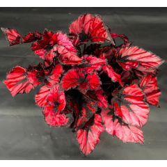 Begonia rex "Kohala Red"
