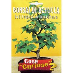 Semi Bonsai Di Betulla