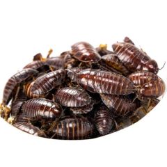 Dose di Orange Head Roaches