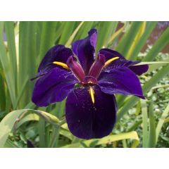 Iris Louisiana 'Black Gamecock'