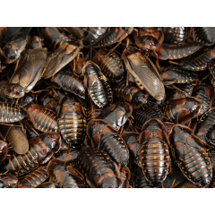 Box 100 Blatte Dubia Adulte
