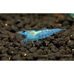 Neocaridina Davidi Blue Jelly (Full Blue Rili) - 3 esemplari