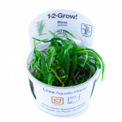 Tropica Blyxa japonica 1-2-Grow!