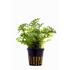 Aquaflora - Bolbitis heteroclita "Difformis"