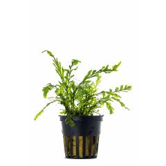 Bolbitis Heudelotii