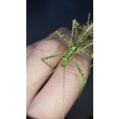 Brockphasma spinifemoralis