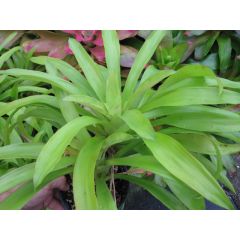 Bromelia Green