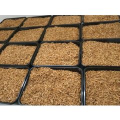 Larve di Buffalo Worms Congelate - 1 Litro