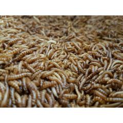1 Litro Buffalo Worms