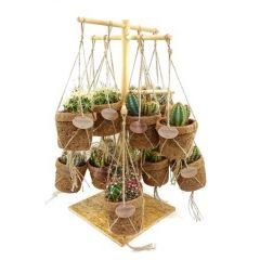 Cactus misto in fibra di cocco sospeso