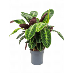 Calathea Warscewiczii 40cm