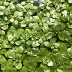 Erba Gamberaia Callitriche Verna