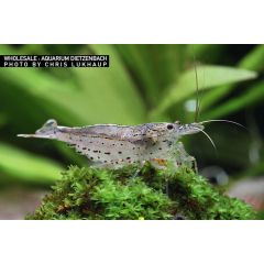 Caridina Multidentata (Ex Japonica) - 4 esemplari