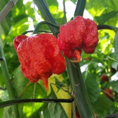 Pianta Di Peperoncino Carolina Reaper