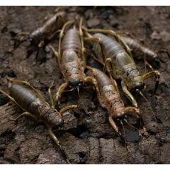 Nesoecia cf. Nigrispina