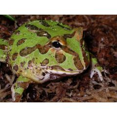 Ceratophrys Cranwelli - Rana pacman