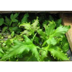 Ceratopteris pteridoides