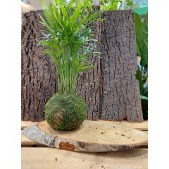 Chamaedorea in Kokedama con Base di Betulla