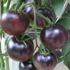 Semi Pomodoro Cherry Nero