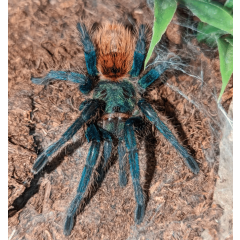 Chromatopelma cyaneopubescens