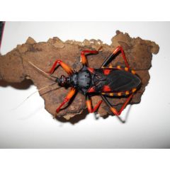 Psytalla Horrida "cimice Assassina Gigante Spinosa"