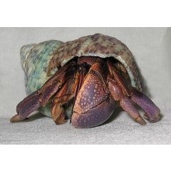 Coenobita Brevimanus - Lila