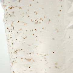 Copepodi vivi 100ml - cibo vivo per pesci tropicali e marini