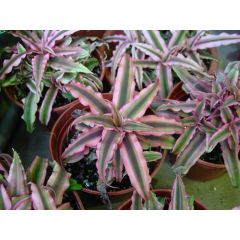 Cryptanthus Pink Starlight