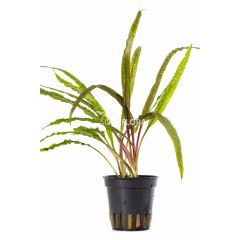 Aquaflora - Cryptocoryne crispulata var. balansae