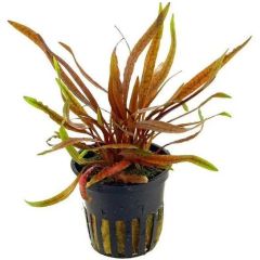 Aquaflora - Cryptocoryne spiralis "Tiger"