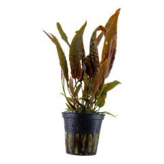 Tropica - Cryptocoryne usteriana