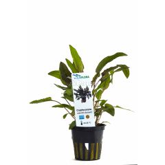 Cryptocoryne Wendtii Brown