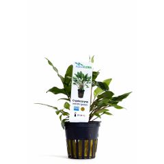 Cryptocoryne Wendtii Green