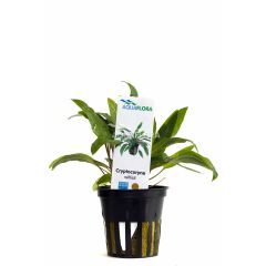 Cryptocoryne Willisii