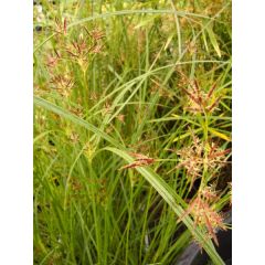 Cyperus Longus
