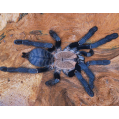 Cyriopagopus sp. hati hati
